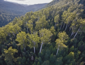 Tall trees in the Tasmanian Rain Forest